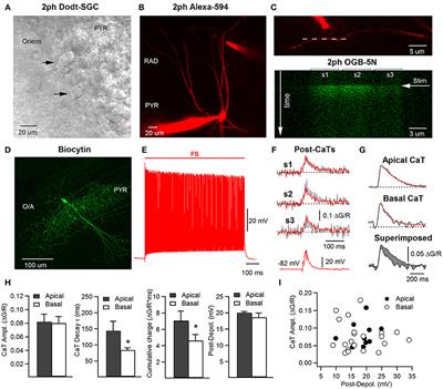 Mechanisms of Supralinear Calcium Integration in Dendrites of Hippocampal CA1 Fast-Spiking Cells